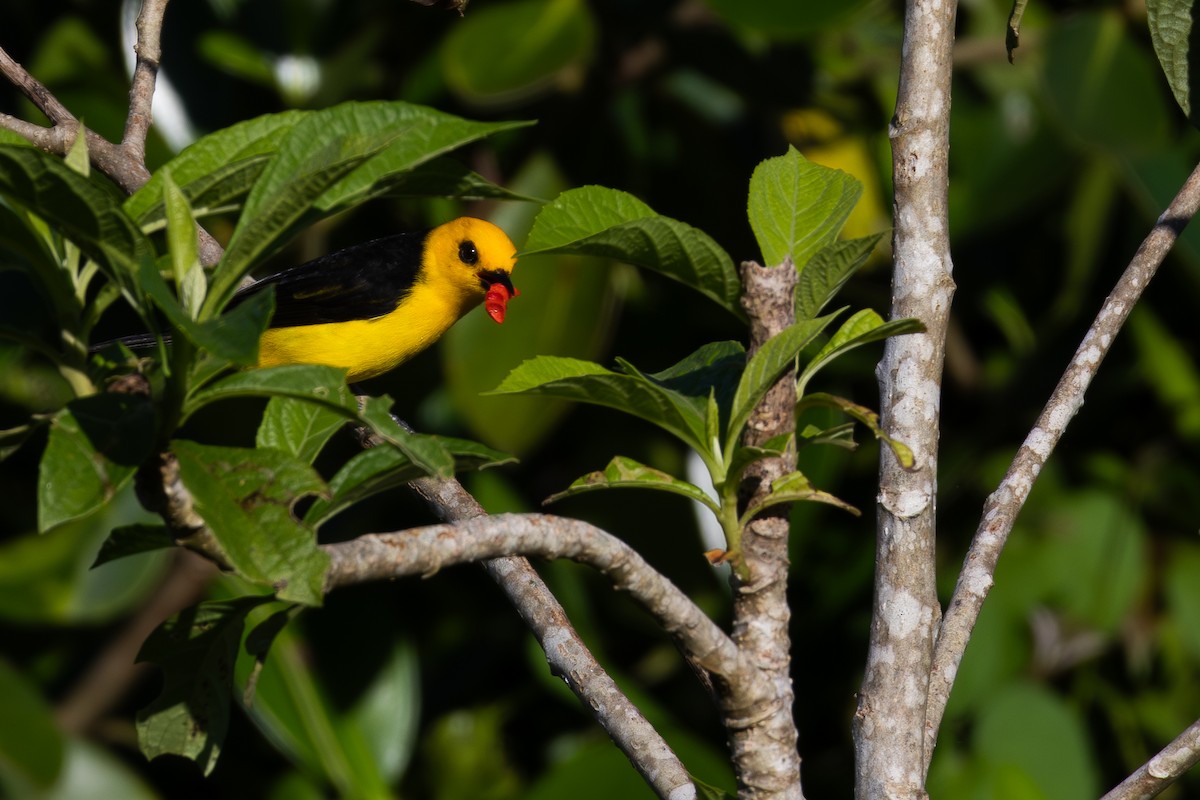 Black-and-yellow Tanager - ML611183845