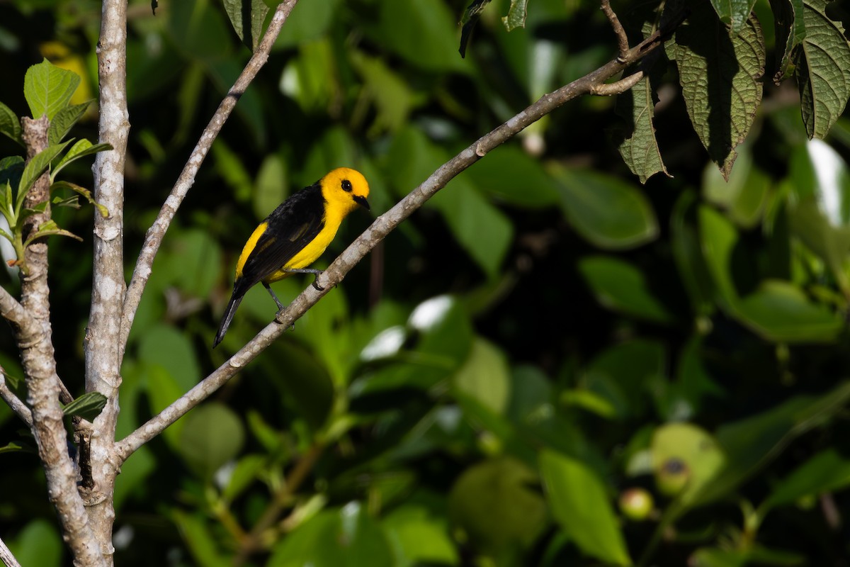 Black-and-yellow Tanager - ML611183846