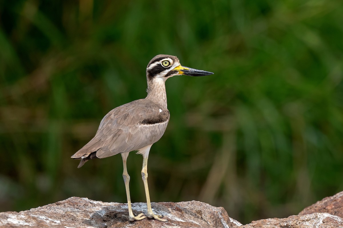 Great Thick-knee - ML611183875