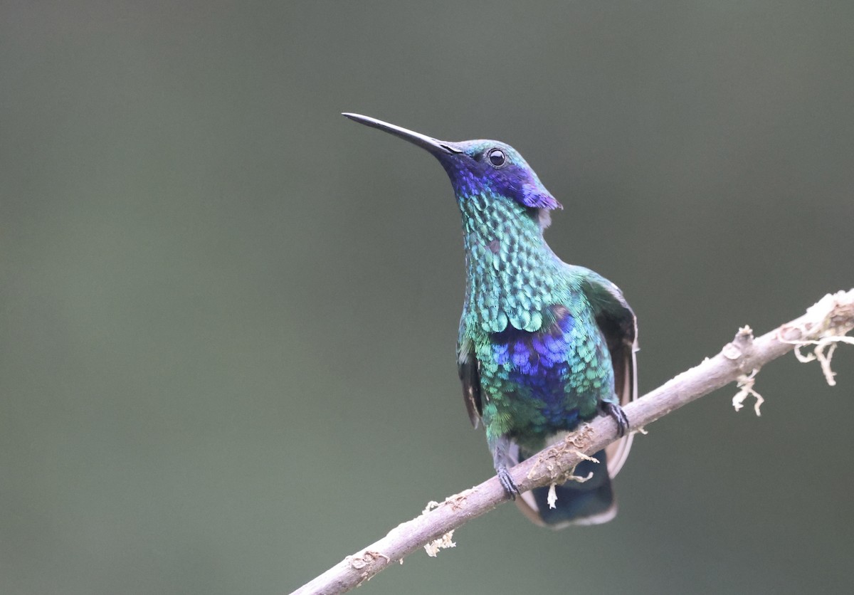 kolibřík modrolící - ML611183951