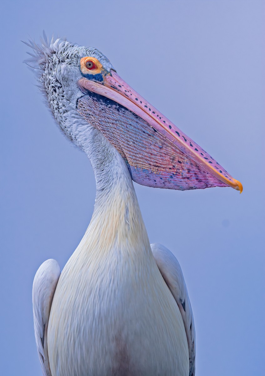 pelikán skvrnozobý - ML611184020