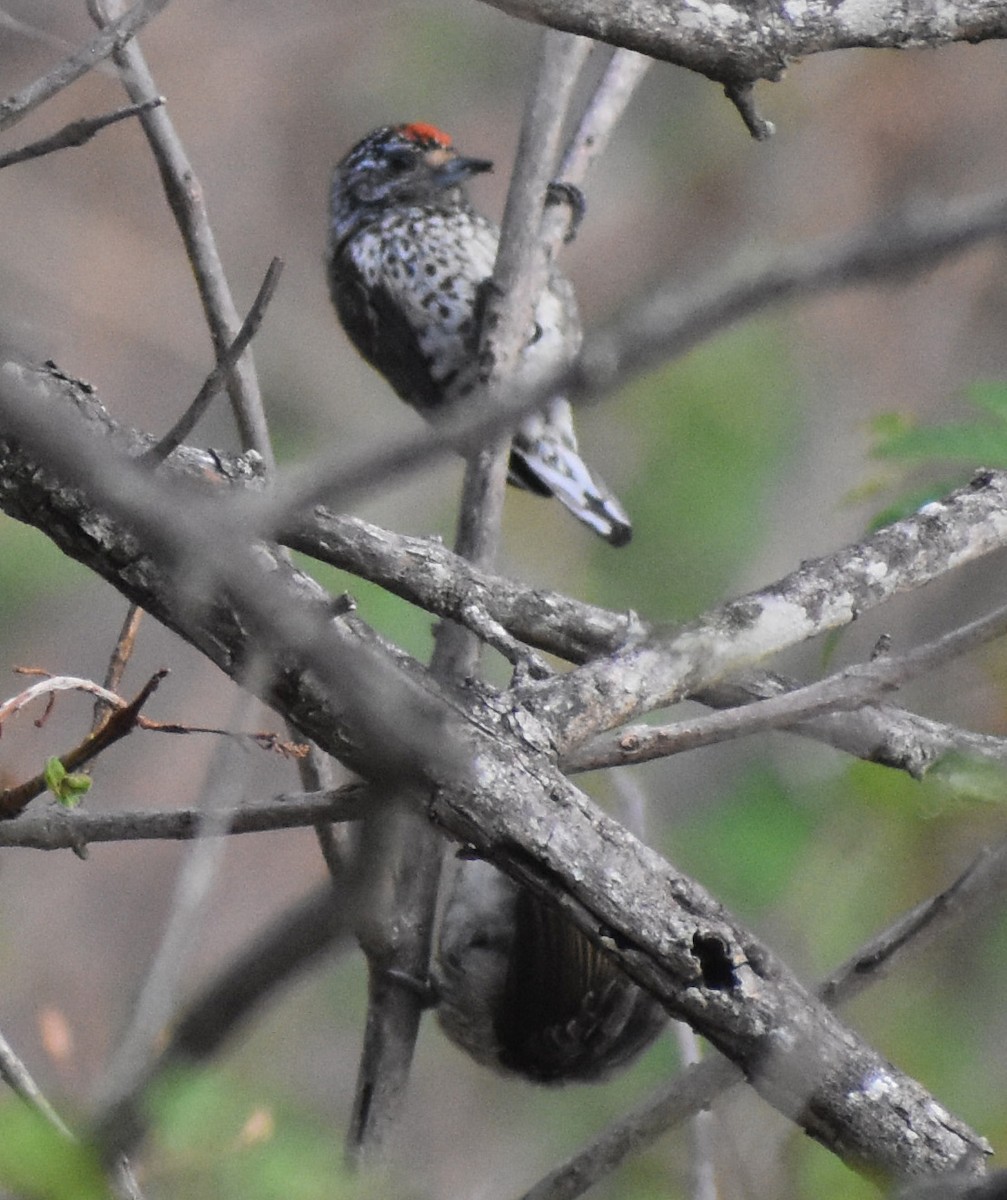 Ocellated Piculet - ML611184126
