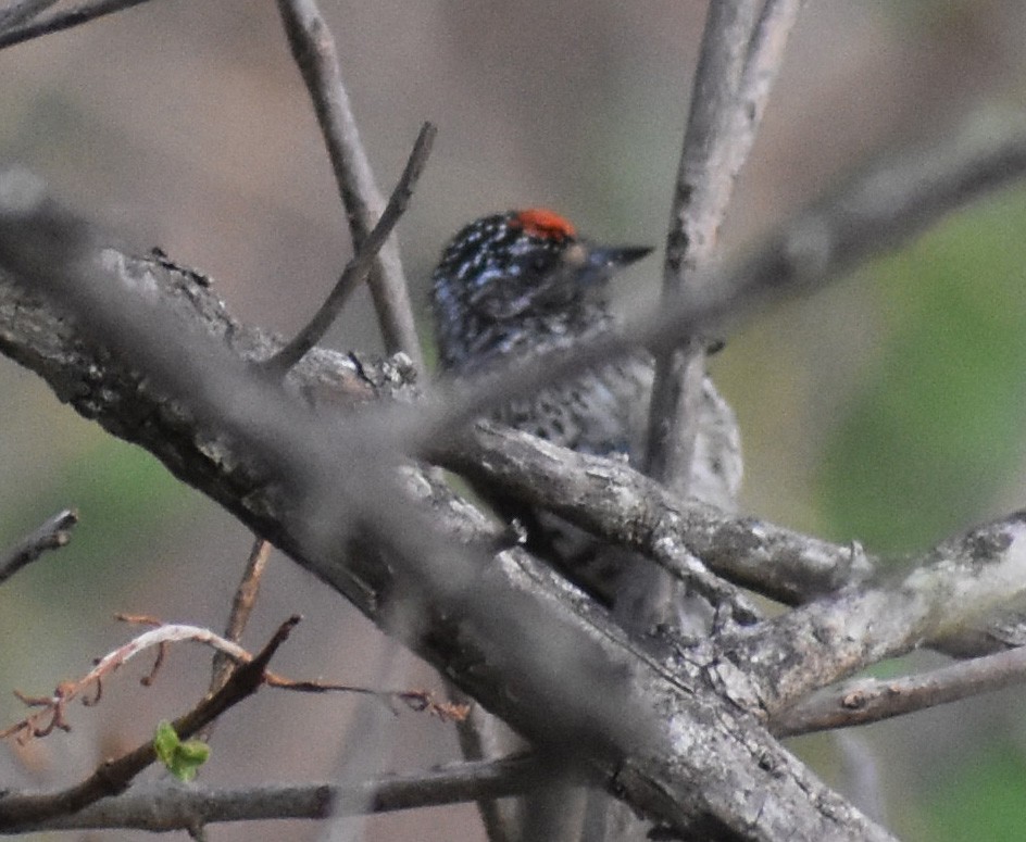 Ocellated Piculet - ML611184127