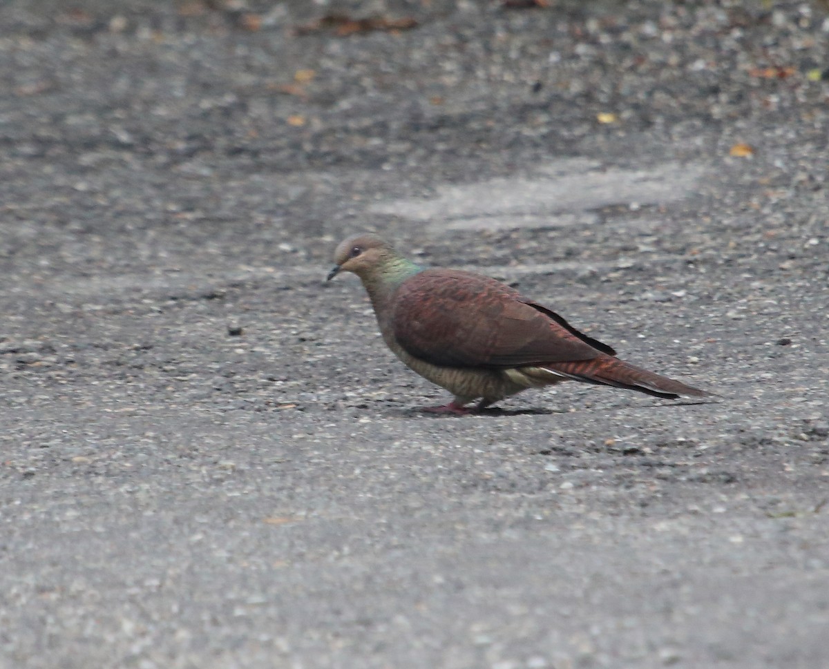 Barred Cuckoo-Dove - Anshuman Sarkar