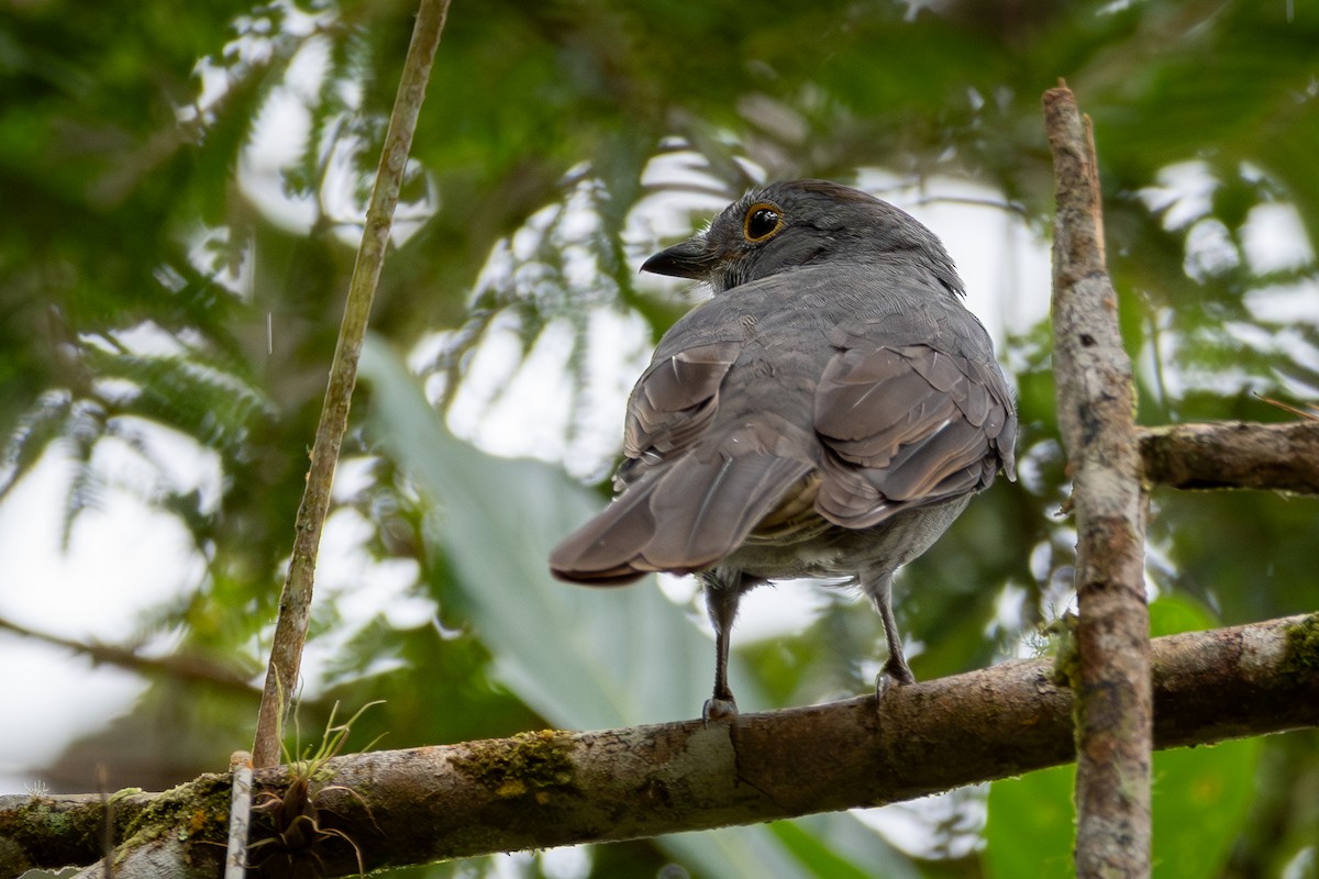 Chestnut-capped Piha - Nestor Monsalve (@birds.nestor)