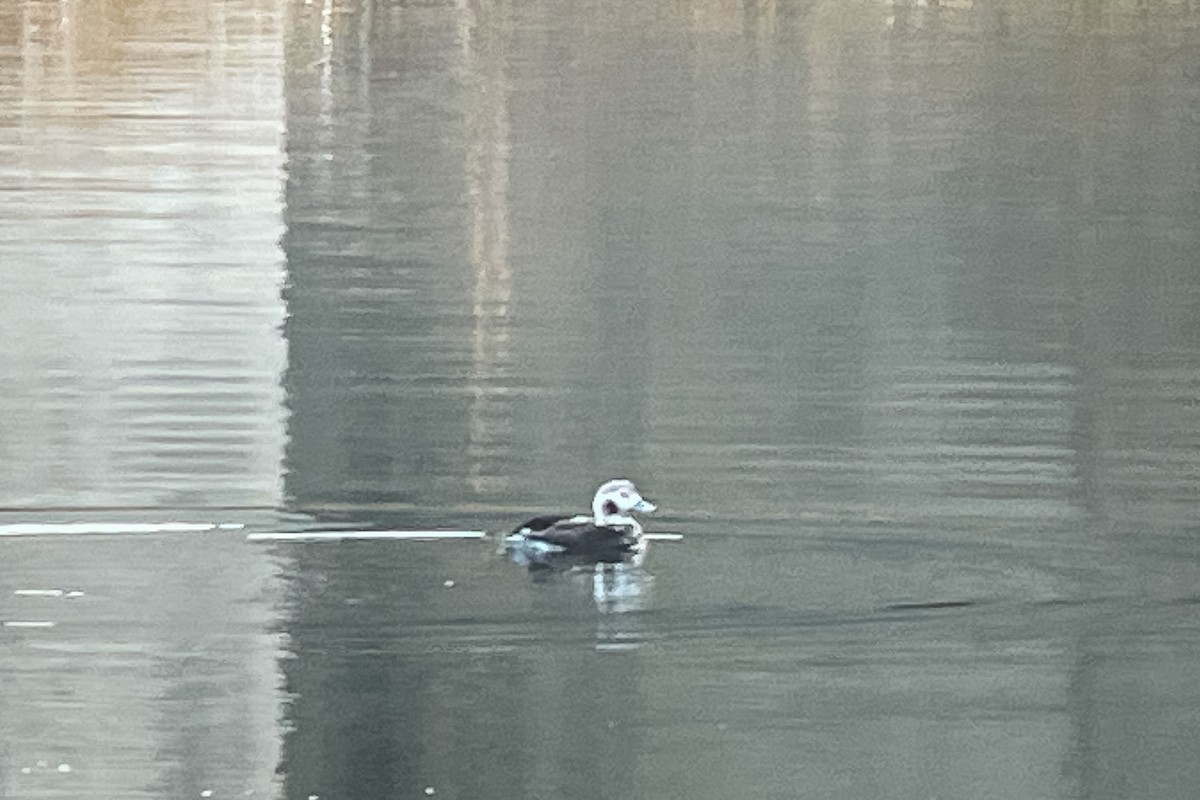 Long-tailed Duck - ML611184639