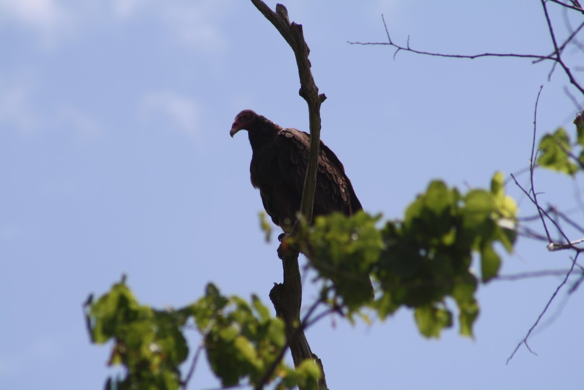 Turkey Vulture - ML611184786