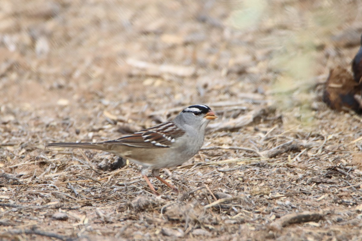 White-crowned Sparrow (Dark-lored) - ML611184805