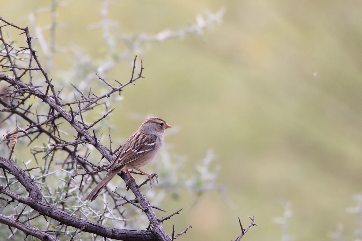 White-crowned Sparrow - ML611184832