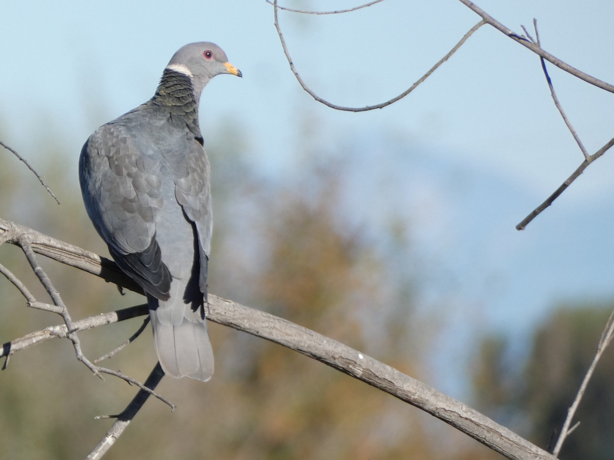 Band-tailed Pigeon - ML611185216