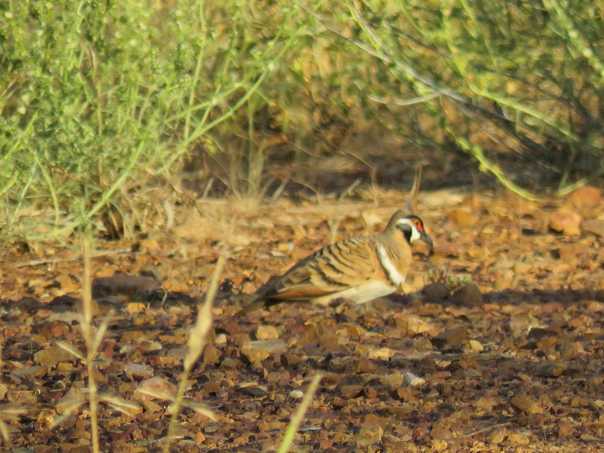 Spinifex Pigeon - ML611185899