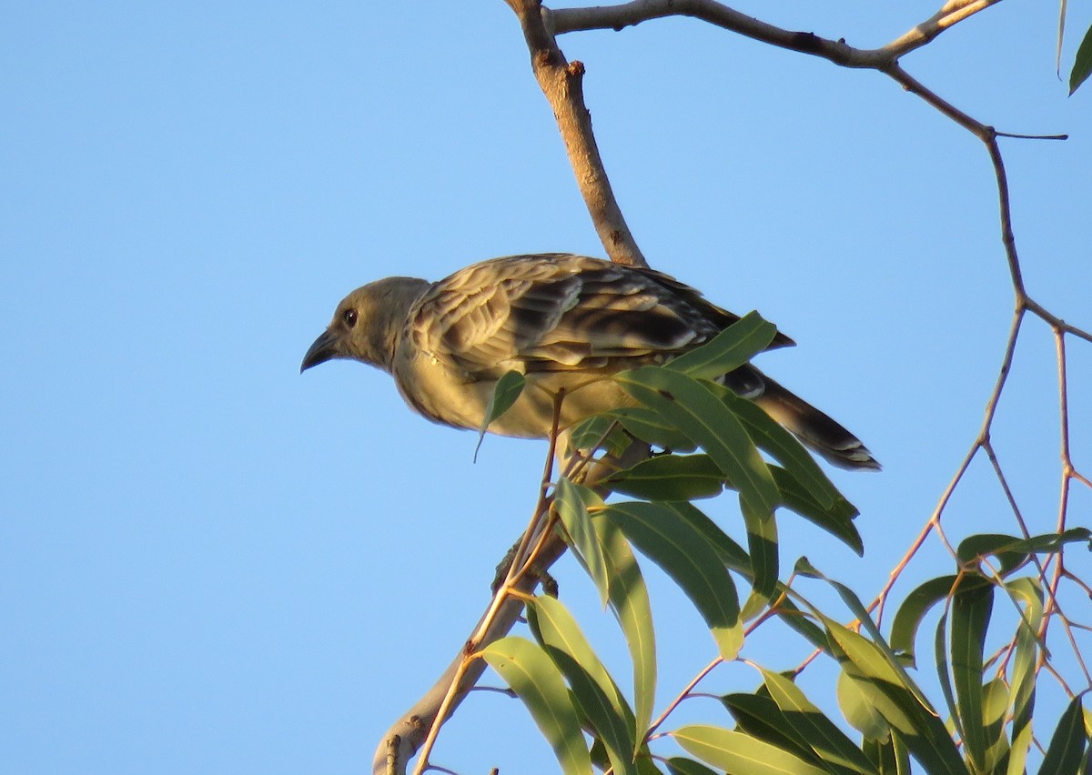 Great Bowerbird - ML611185921