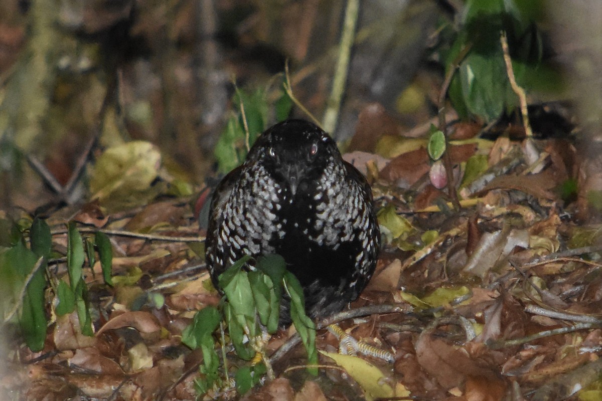 Black-breasted Buttonquail - ML611186025
