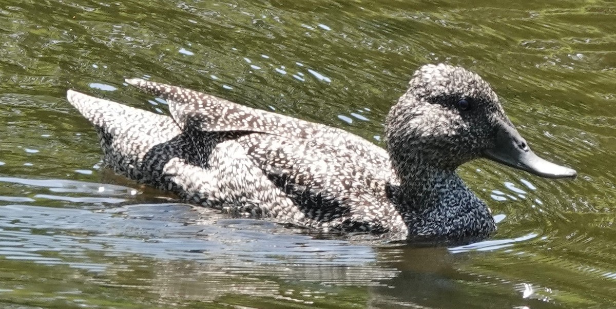 Freckled Duck - ML611186716