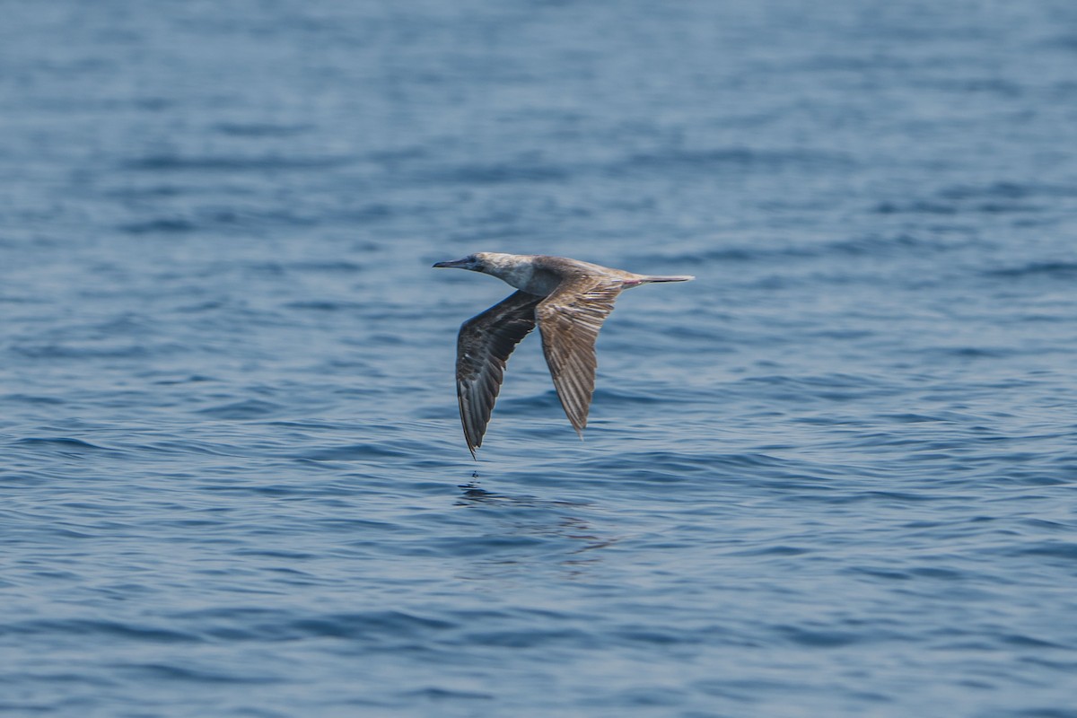 Red-footed Booby (Indopacific) - ML611186797