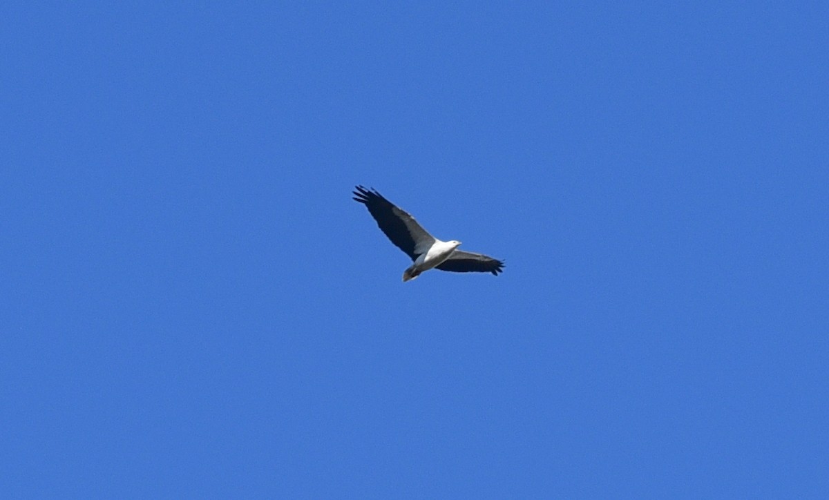 Белобрюхий орлан - ML611186926