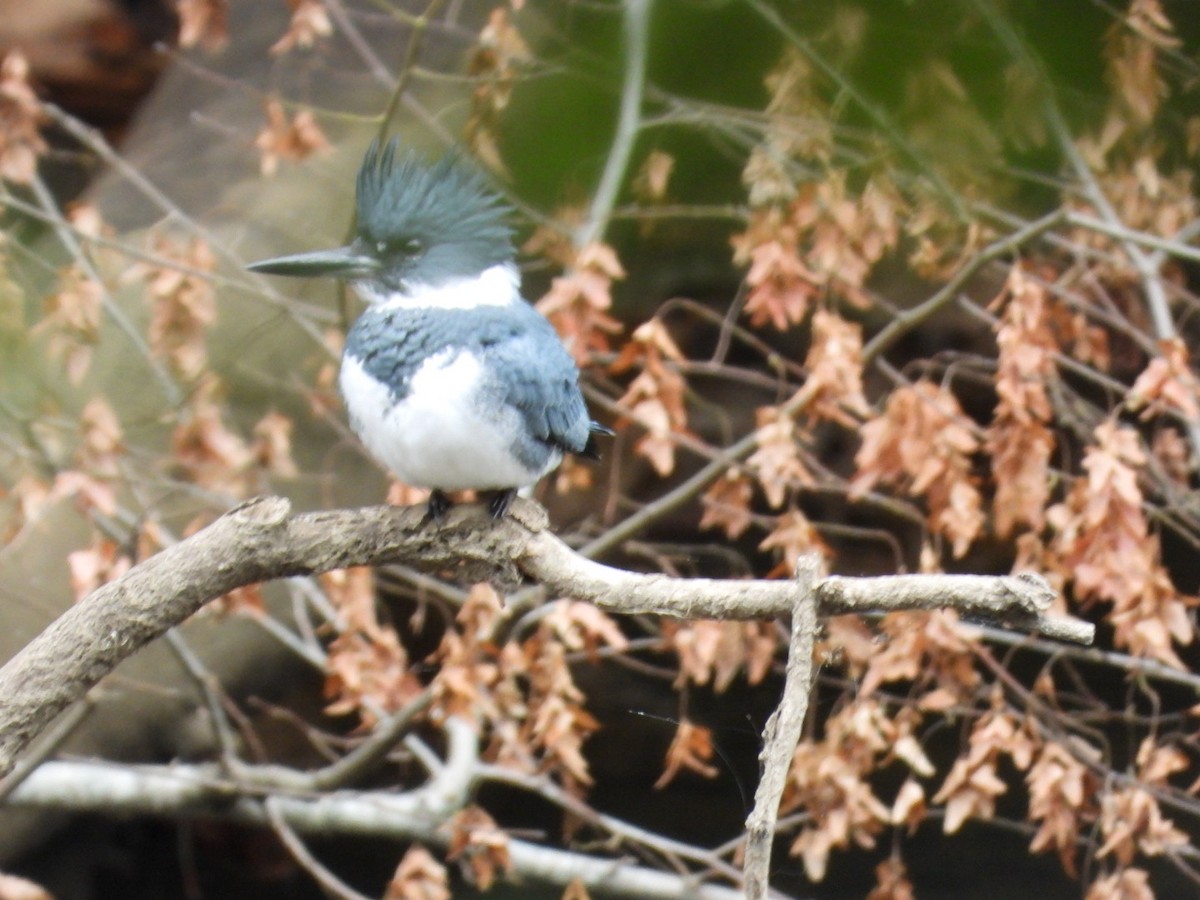 Belted Kingfisher - ML611186936