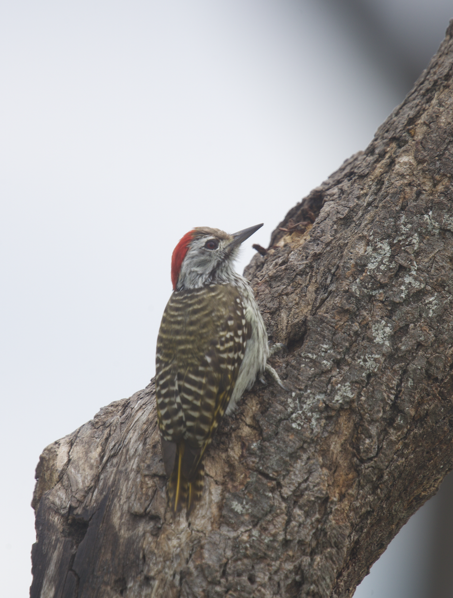 Cardinal Woodpecker - ML611187339