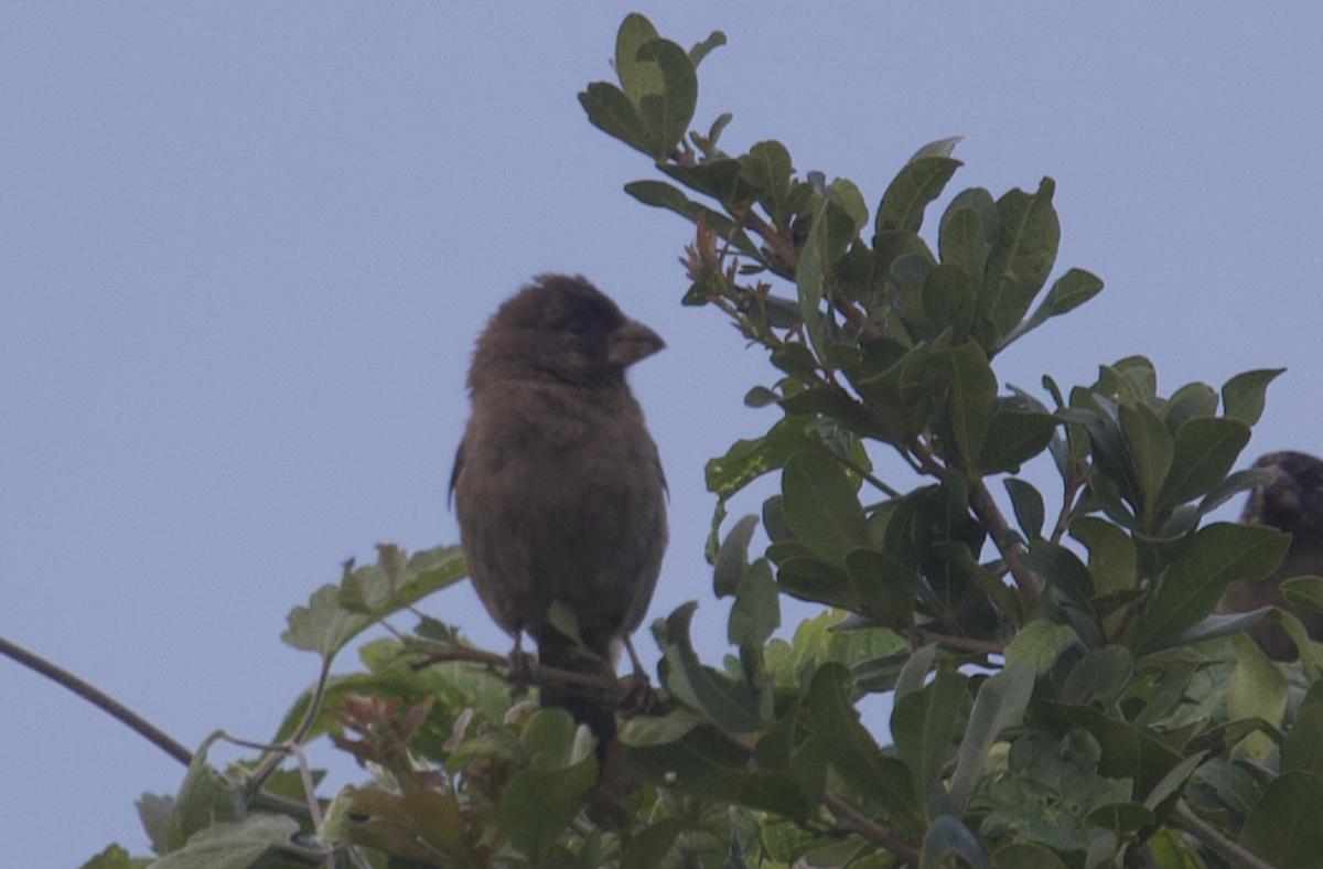 Thick-billed Seedeater - ML611187804