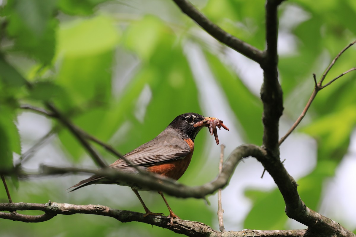 eBird Checklist 13 May 2023 Kav's homestead Richmond (Moberly