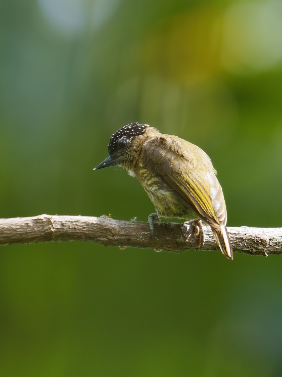 Olivaceous Piculet - ML611188471