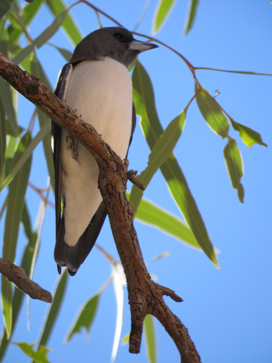 White-breasted Woodswallow - ML611188520