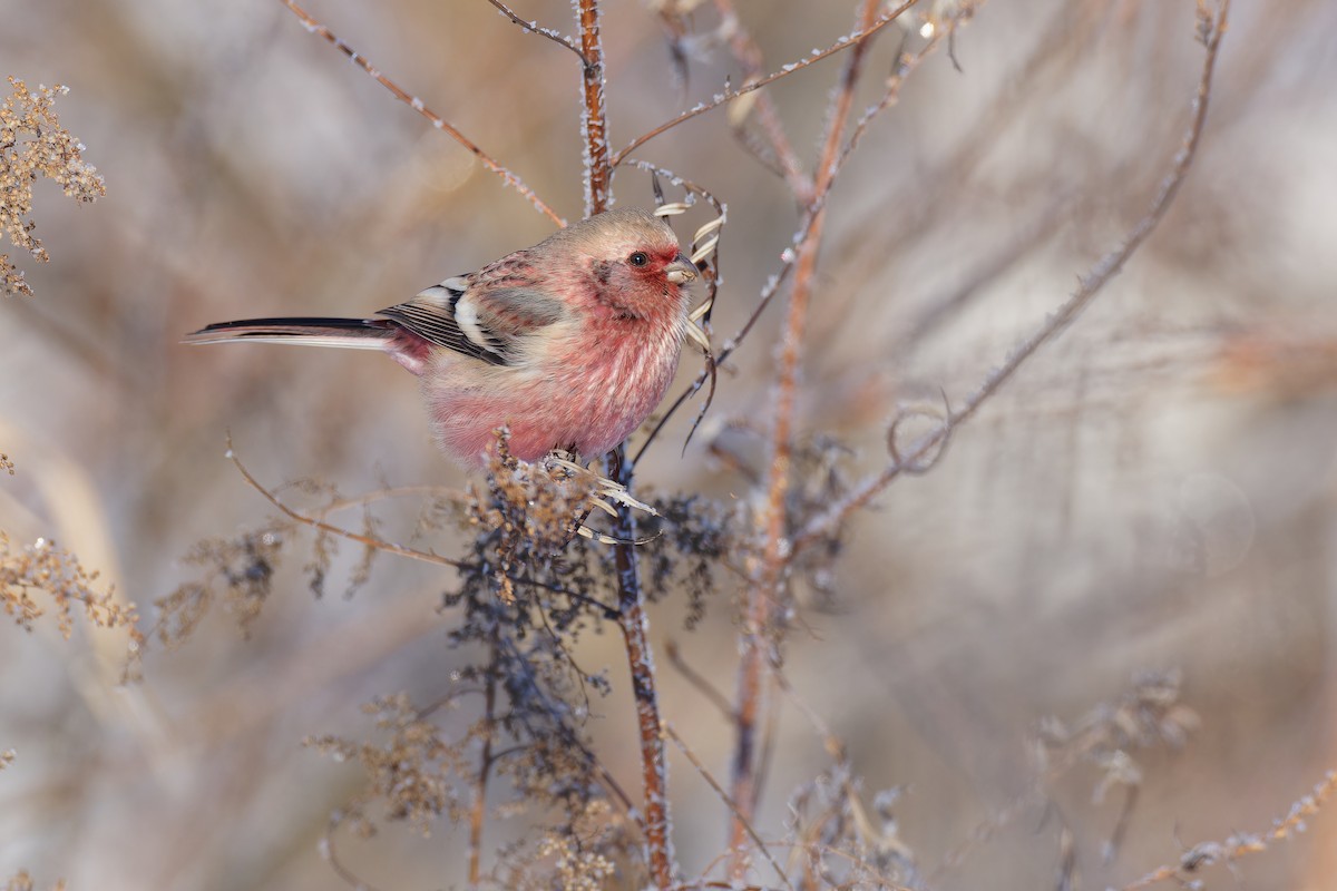 Long-tailed Rosefinch (Siberian) - ML611188778