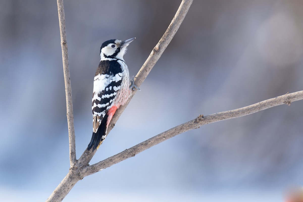 White-backed Woodpecker - ML611188795