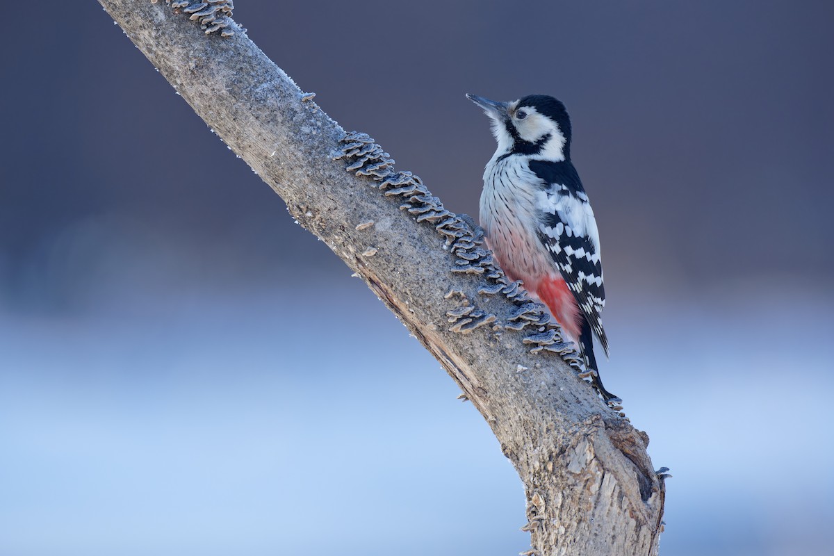 White-backed Woodpecker - ML611188809