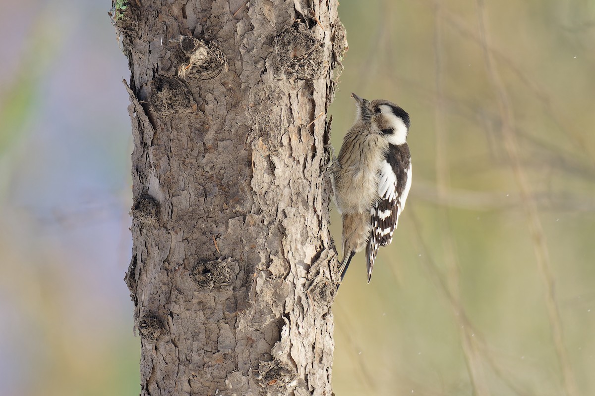 Gray-capped Pygmy Woodpecker - ML611189007