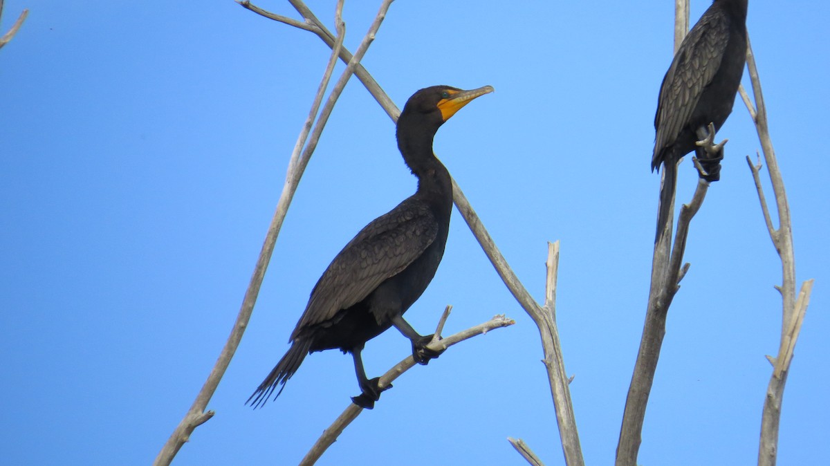 Double-crested Cormorant - Mike Hearell