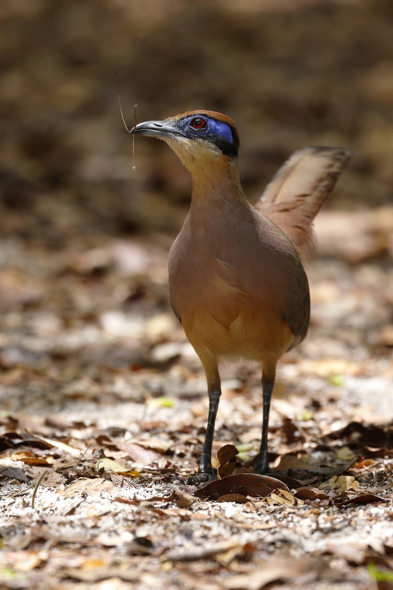 Red-capped Coua (Red-capped) - ML611190241