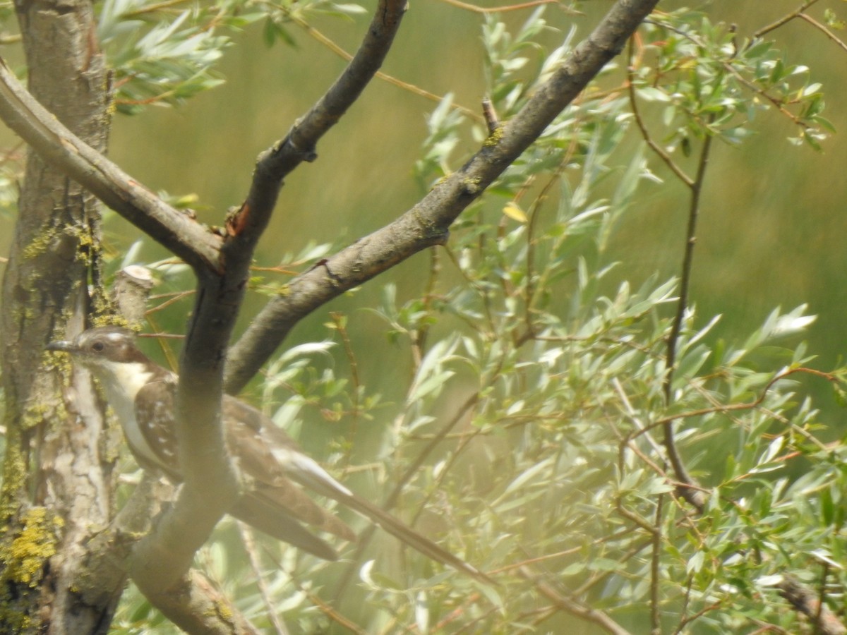 Great Spotted Cuckoo - Zeynep Sever