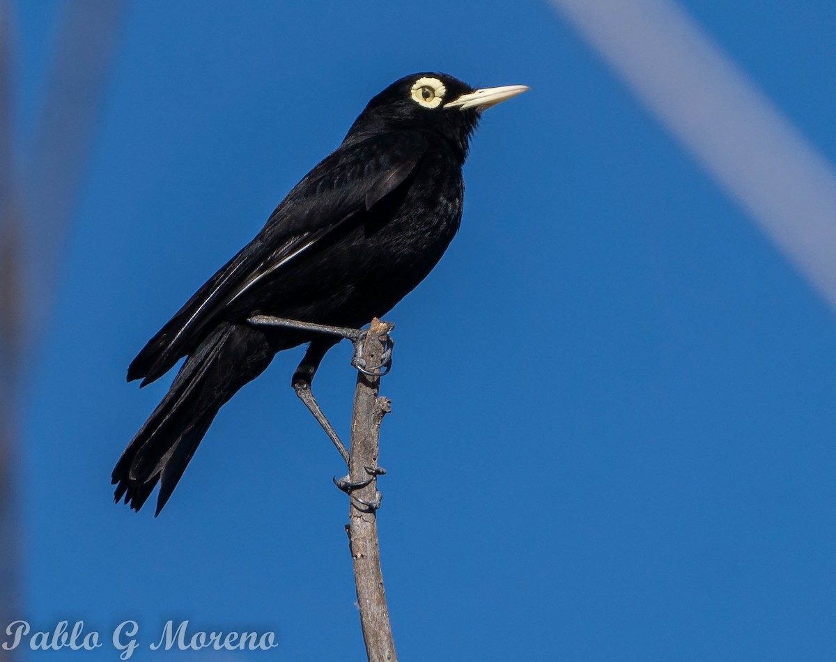 Spectacled Tyrant - ML611190669