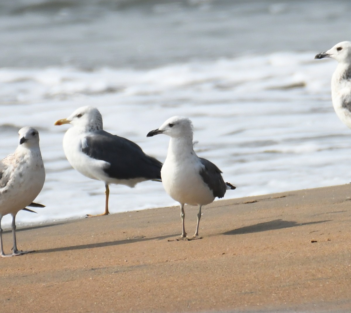 eBird Checklist - 13 Nov 2023 - Chavakkad Puthan Kadappuram - 28 ...