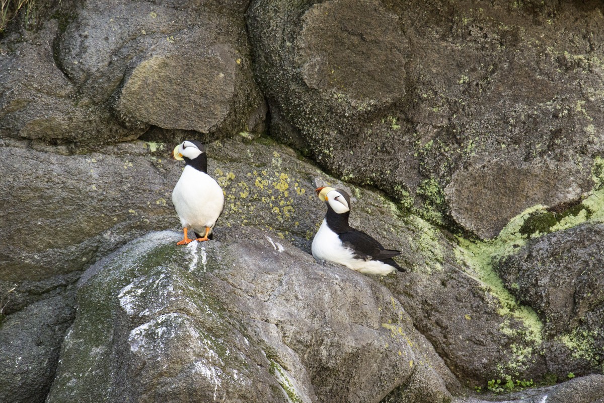Horned Puffin - ML611190832
