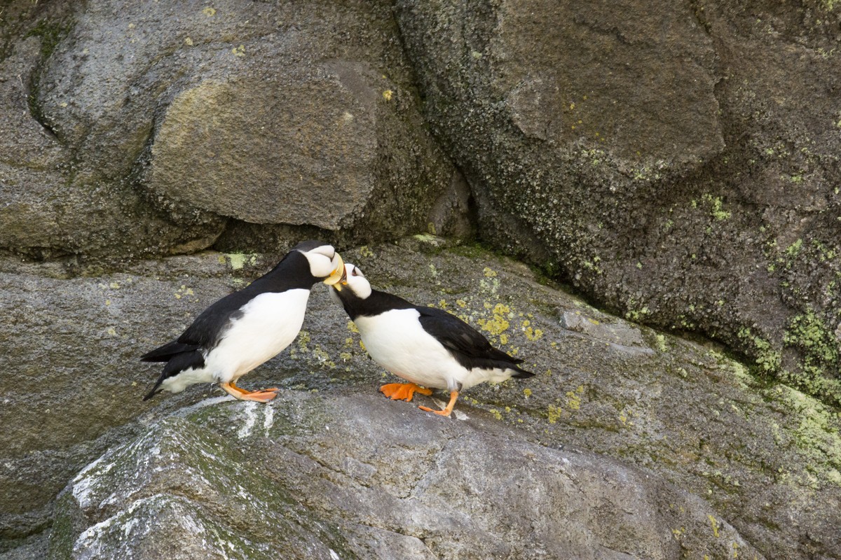 Horned Puffin - ML611190833
