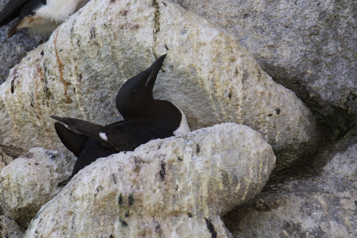 Thick-billed Murre - ML611190884