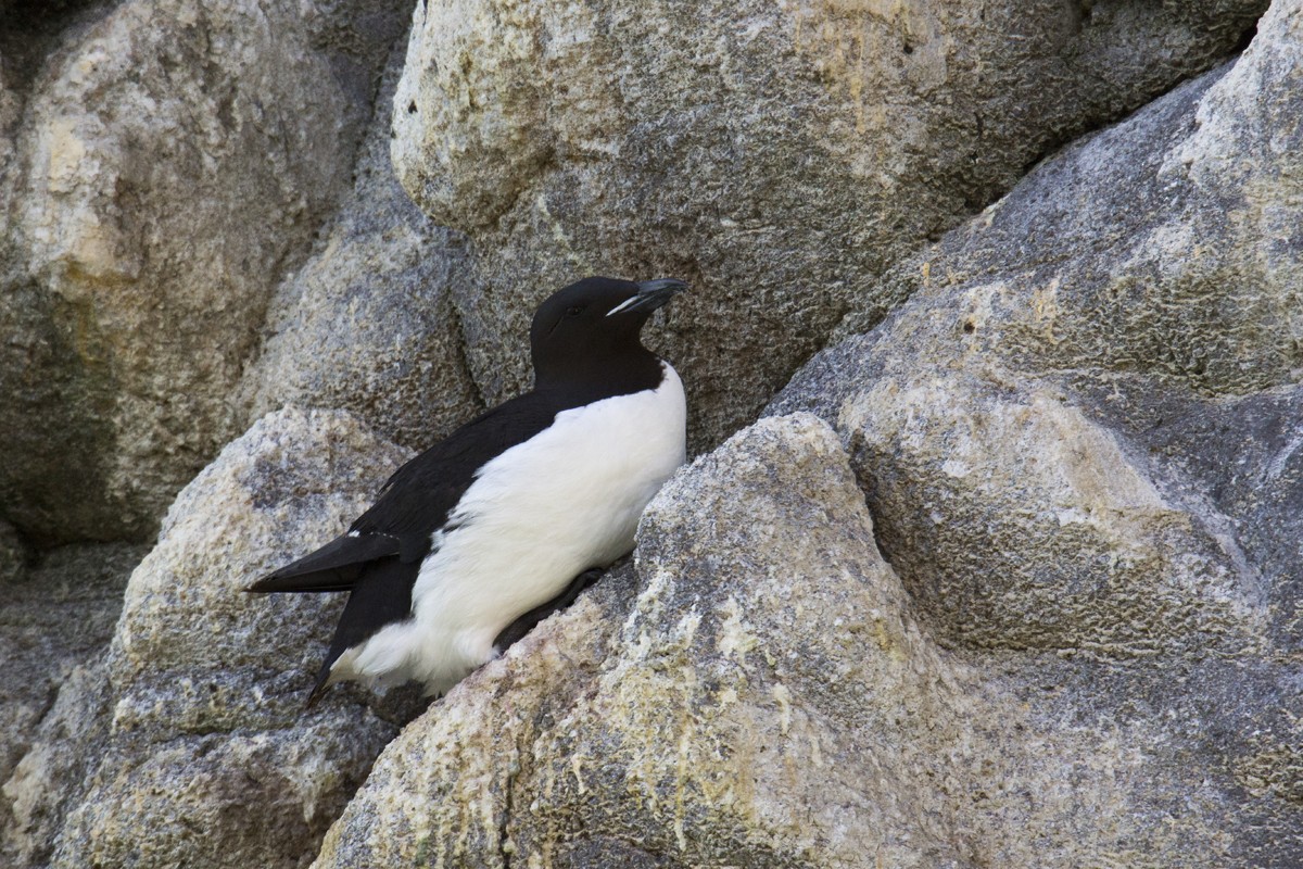Thick-billed Murre - ML611190885
