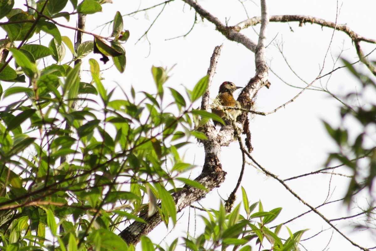 Golden-olive Woodpecker (Golden-olive) - ML611191568