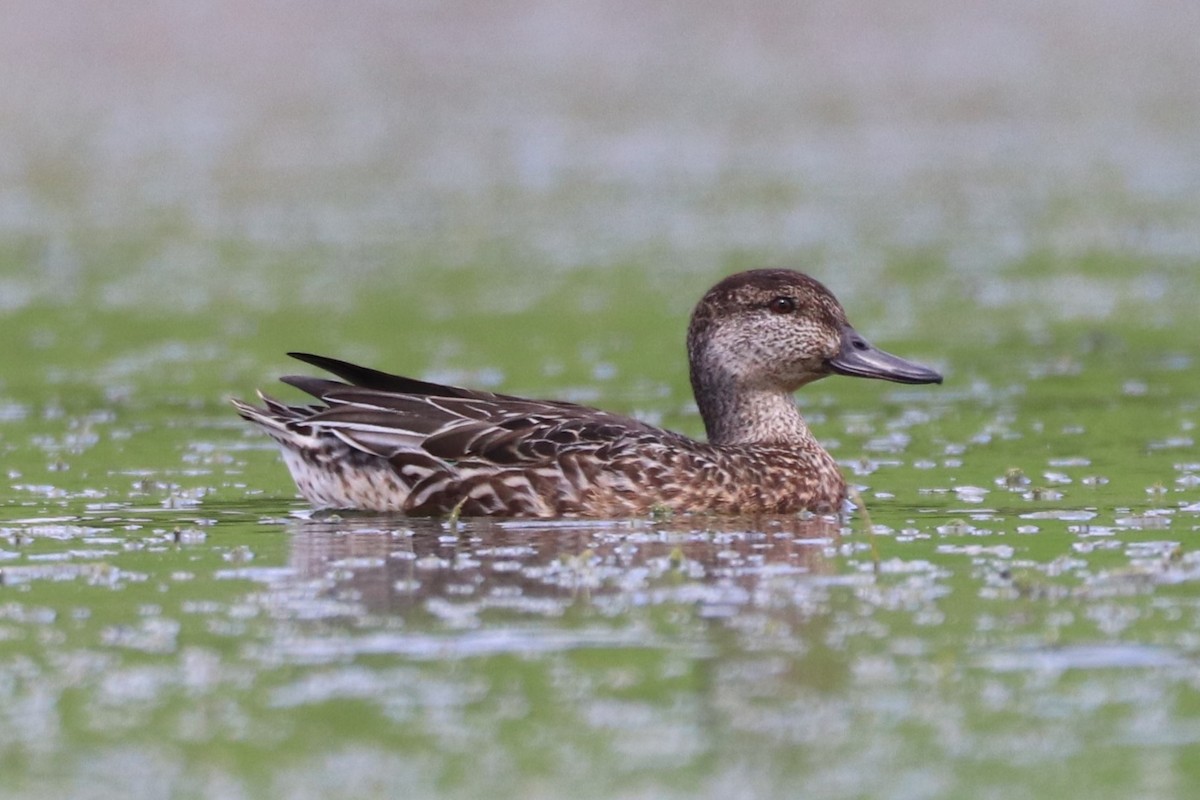 Green-winged Teal - ML611191867