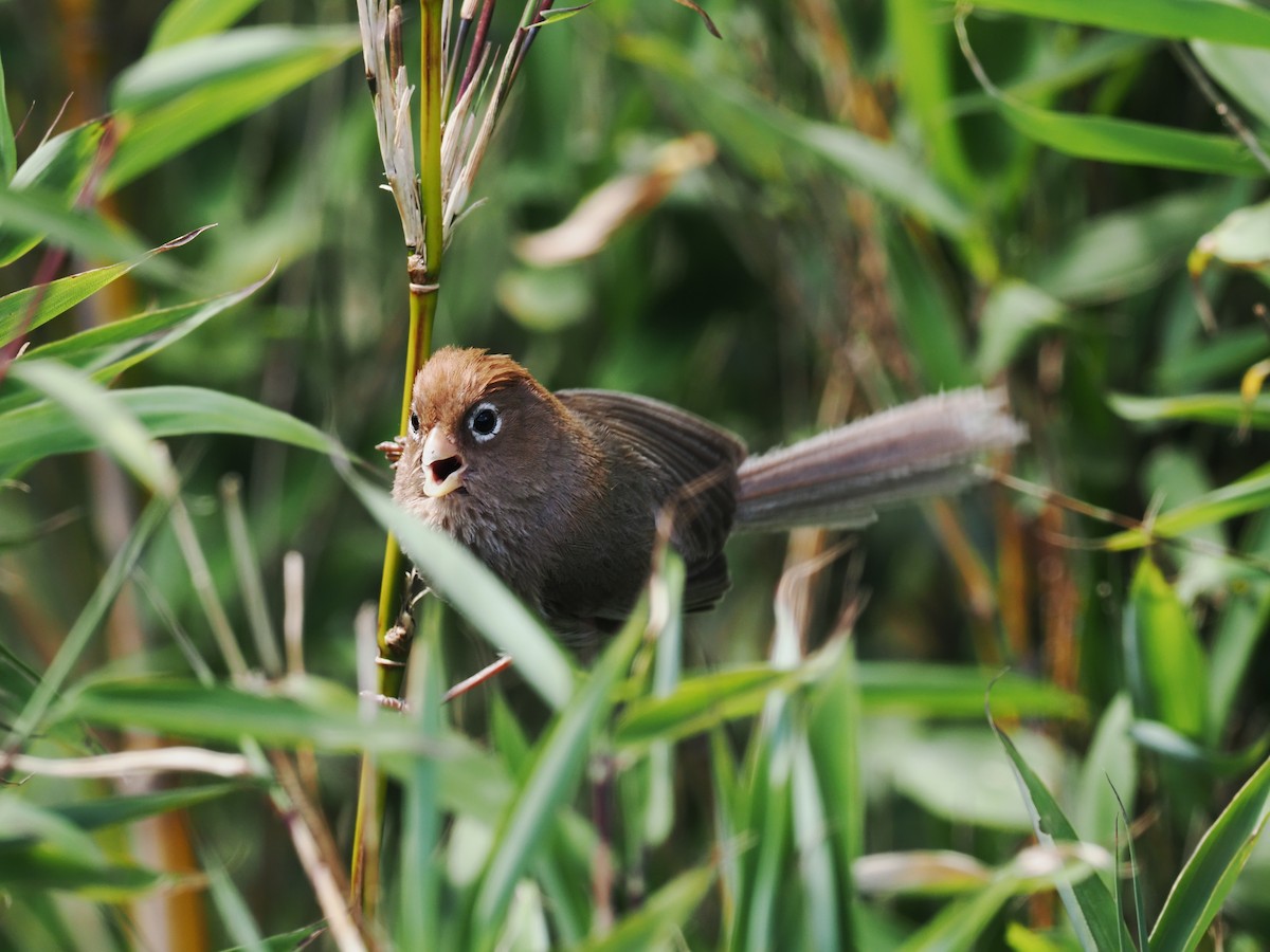 Spectacled Parrotbill - Yu Duan