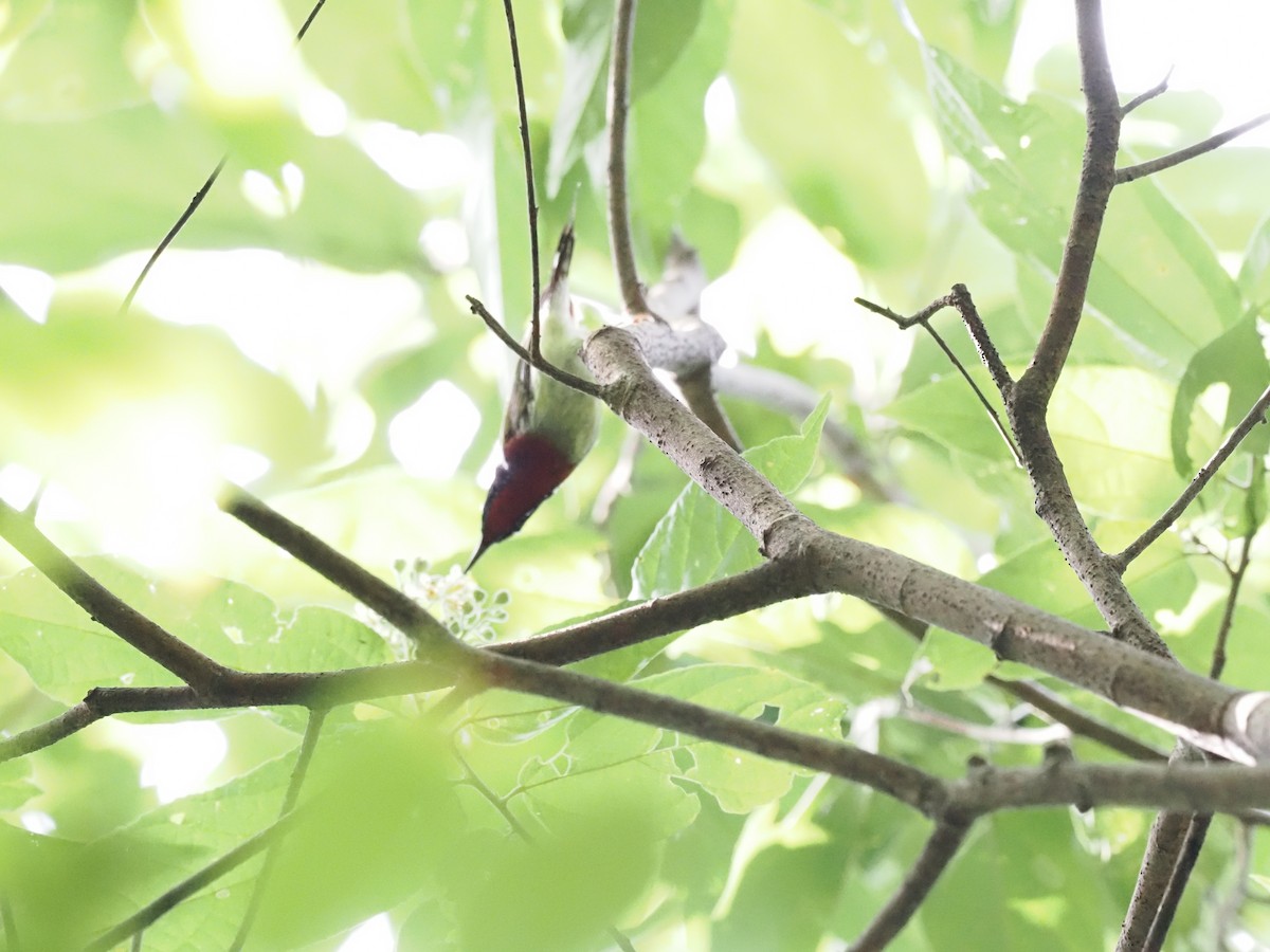 Fork-tailed Sunbird - Yu Duan
