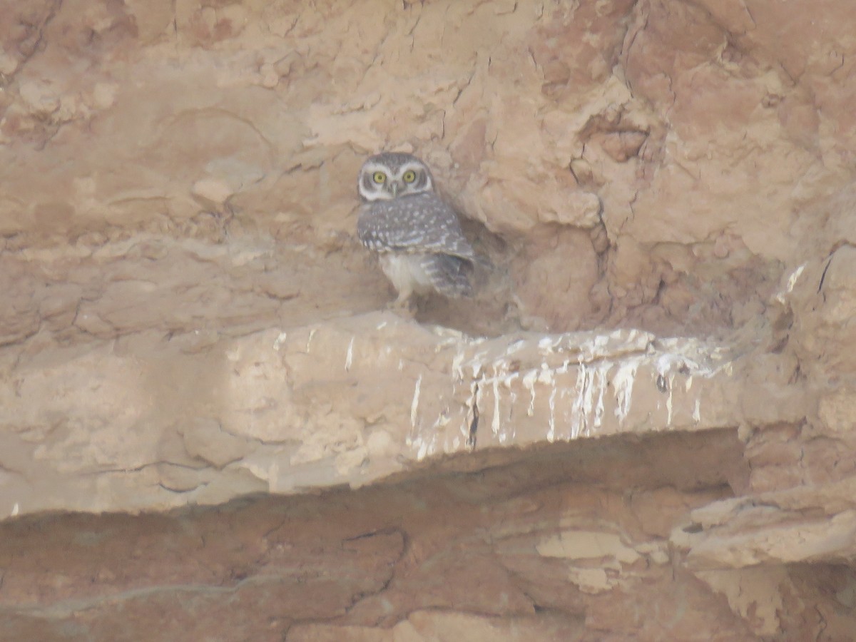 Spotted Owlet - ML611192278