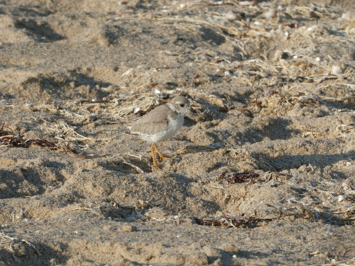 Piping Plover - ML611192524