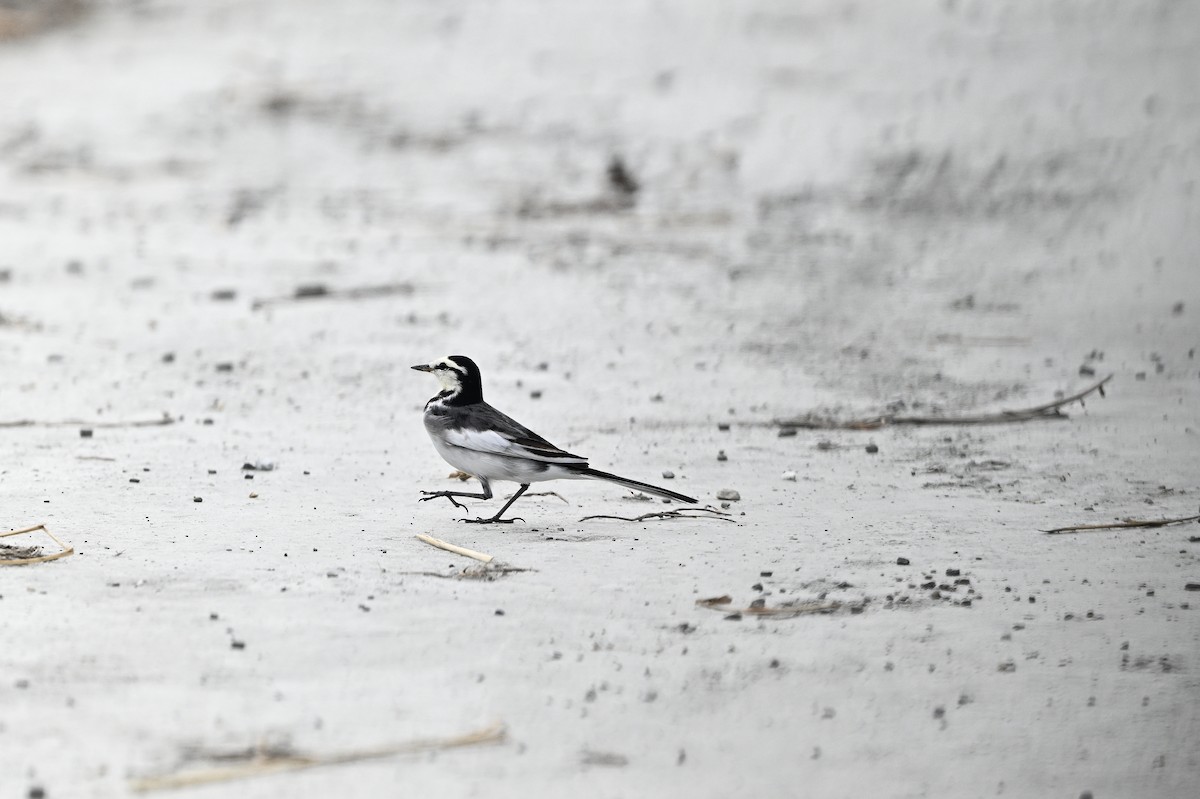 White Wagtail (Black-backed) - ML611192702