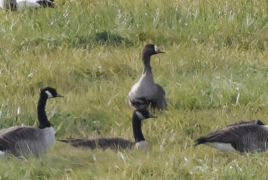 Greater White-fronted Goose - ML611192807