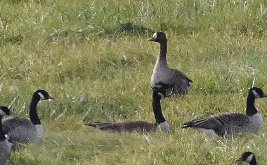 Greater White-fronted Goose - ML611192808