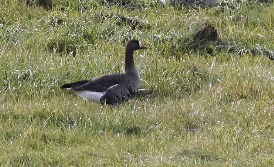 Greater White-fronted Goose - ML611192809