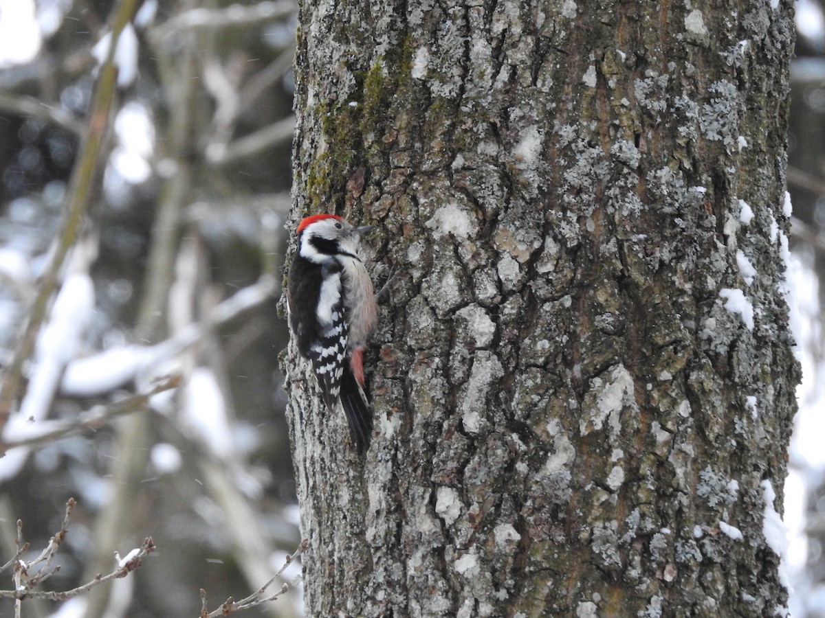 Middle Spotted Woodpecker - ML611192972